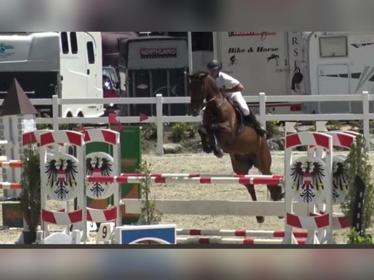 Austriacki koń gorącokrwisty Klacz 13 lat 172 cm Gniada in Kirchbach