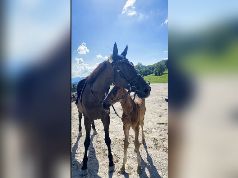 Austriacki koń gorącokrwisty Klacz 14 lat 163 cm Ciemnogniada in Salzburg