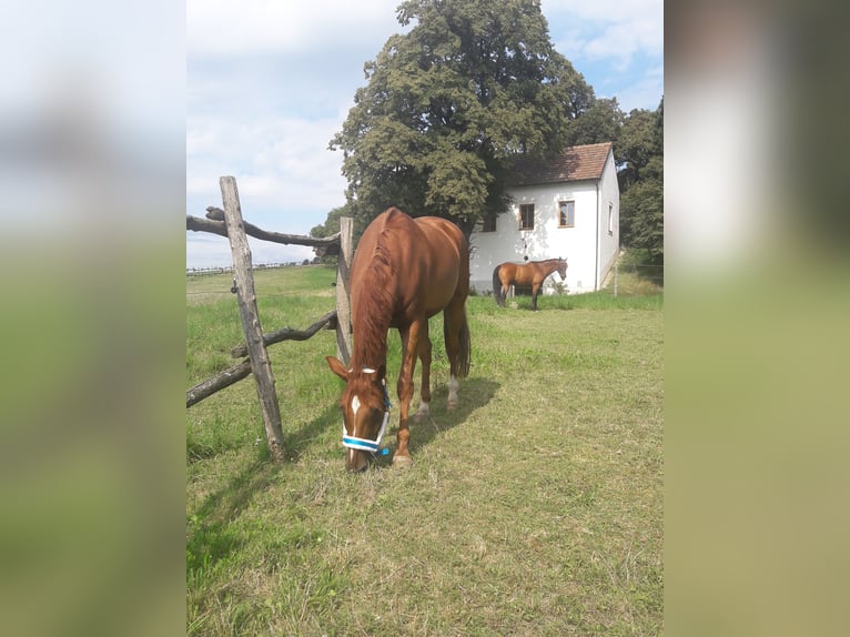 Austriacki koń gorącokrwisty Klacz 14 lat 165 cm Kasztanowata in Reichersberg