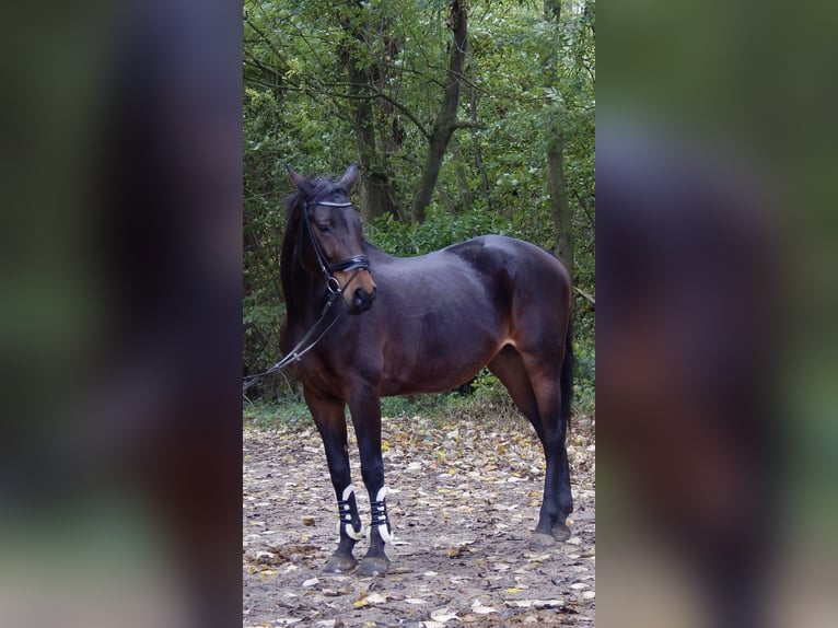 Austriacki koń gorącokrwisty Klacz 14 lat 168 cm Gniada in Kaarst