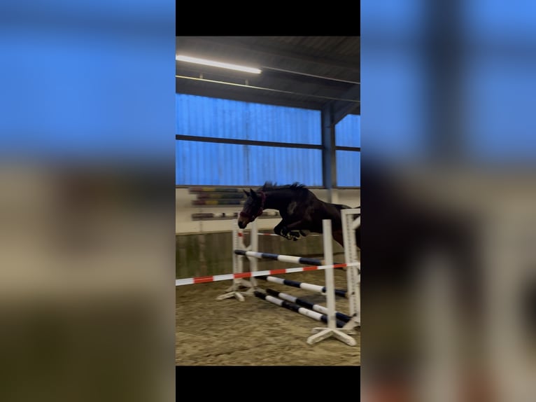 Austriacki koń gorącokrwisty Klacz 14 lat 168 cm Gniada in Kaarst