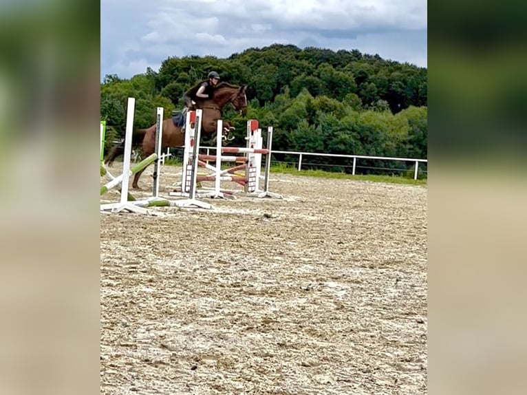 Austriacki koń gorącokrwisty Klacz 14 lat 170 cm Ciemnokasztanowata in Kirchberg an der Pielach