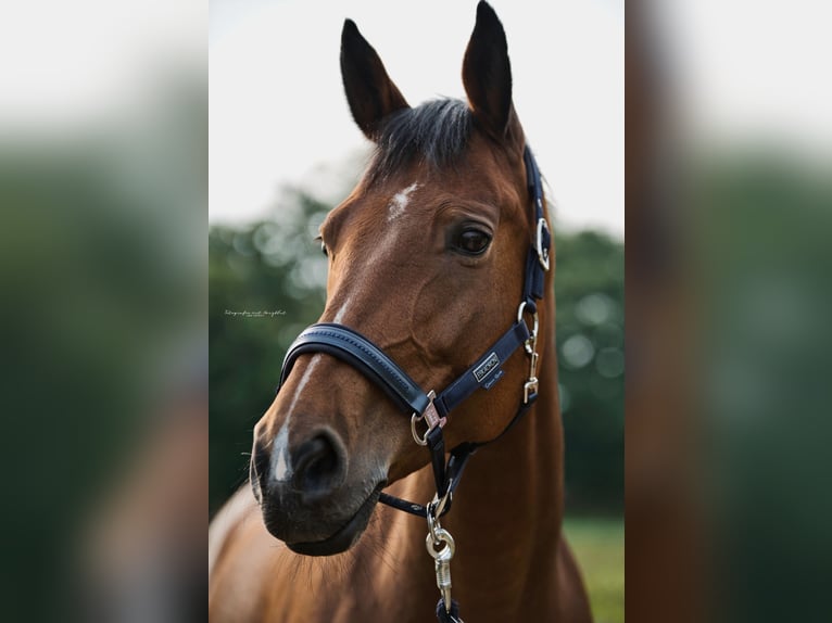 Austriacki koń gorącokrwisty Klacz 14 lat 172 cm Gniada in D&#xFC;sseldorf