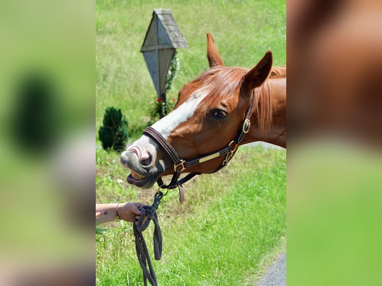 Austriacki koń gorącokrwisty Klacz 14 lat 172 cm Kasztanowata in Riegersburg