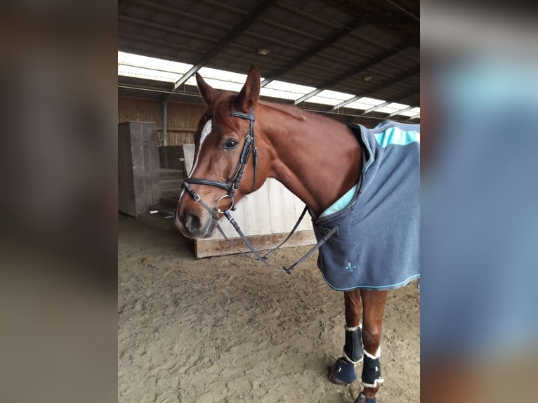 Austriacki koń gorącokrwisty Klacz 15 lat 165 cm Kasztanowata in Reichersberg