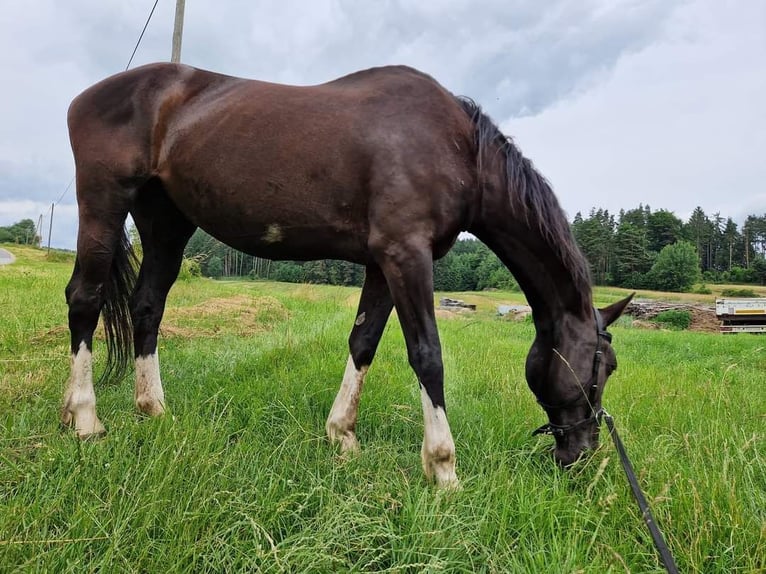 Austriacki koń gorącokrwisty Klacz 16 lat 165 cm Kara in Werschenschlag