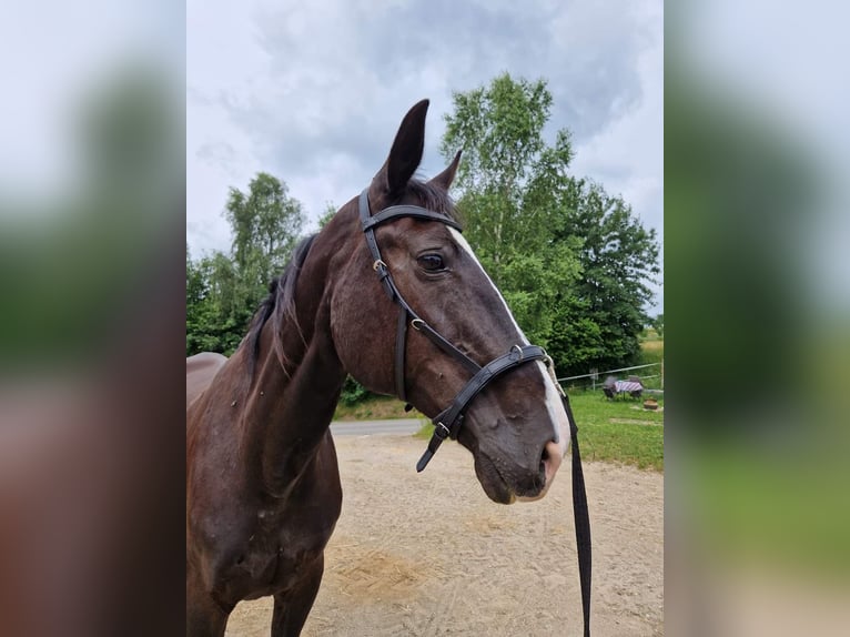 Austriacki koń gorącokrwisty Klacz 16 lat 165 cm Kara in Werschenschlag