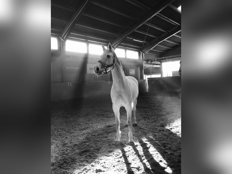 Austriacki koń gorącokrwisty Klacz 16 lat 165 cm Siwa in Bad Zell