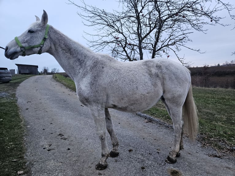 Austriacki koń gorącokrwisty Klacz 16 lat 167 cm Siwa in Drosendorf