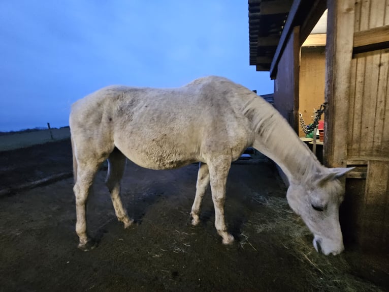 Austriacki koń gorącokrwisty Klacz 16 lat 167 cm Siwa in Drosendorf