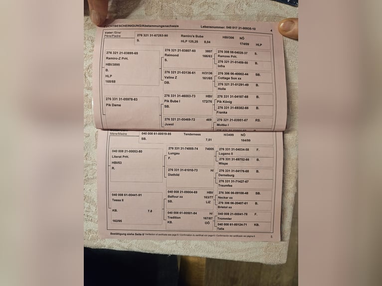 Austriacki koń gorącokrwisty Klacz 16 lat 167 cm Siwa in Drosendorf