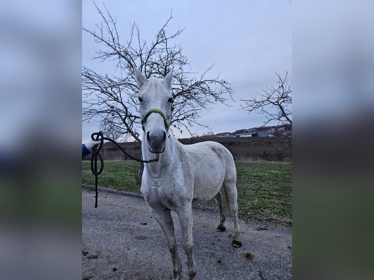Austriacki koń gorącokrwisty Klacz 16 lat 167 cm Siwa in Drosendorf