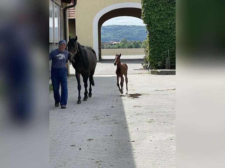 Austriacki koń gorącokrwisty Klacz 16 lat Gniada in Würflach