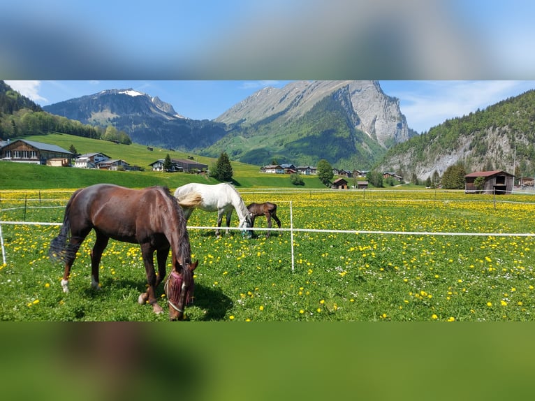 Austriacki koń gorącokrwisty Klacz 17 lat 165 cm Ciemnokasztanowata in Au