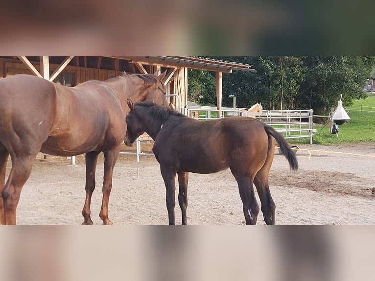 Austriacki koń gorącokrwisty Klacz 17 lat 165 cm Ciemnokasztanowata in Au