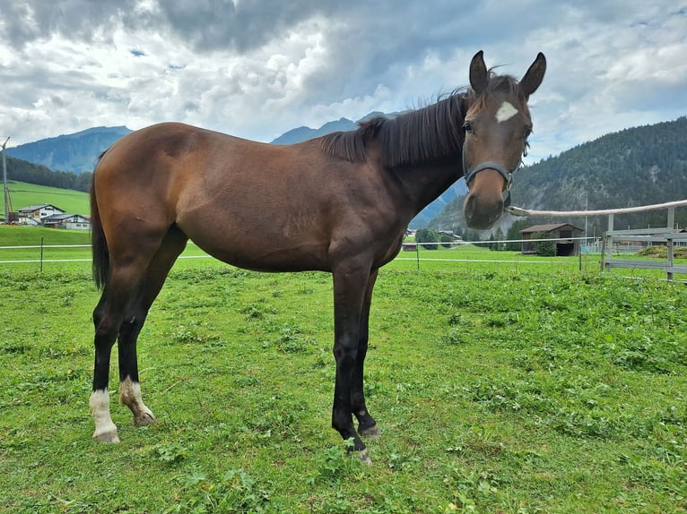 Austriacki koń gorącokrwisty Klacz 17 lat 165 cm Ciemnokasztanowata in Au