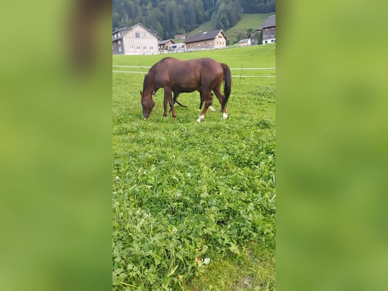 Austriacki koń gorącokrwisty Klacz 17 lat 165 cm Ciemnokasztanowata in Au