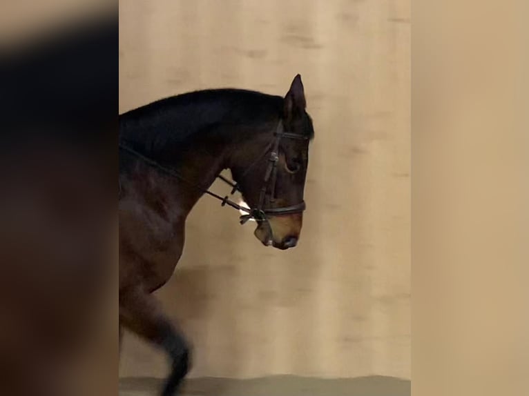 Austriacki koń gorącokrwisty Klacz 17 lat 165 cm Gniada in Pottenbrunn