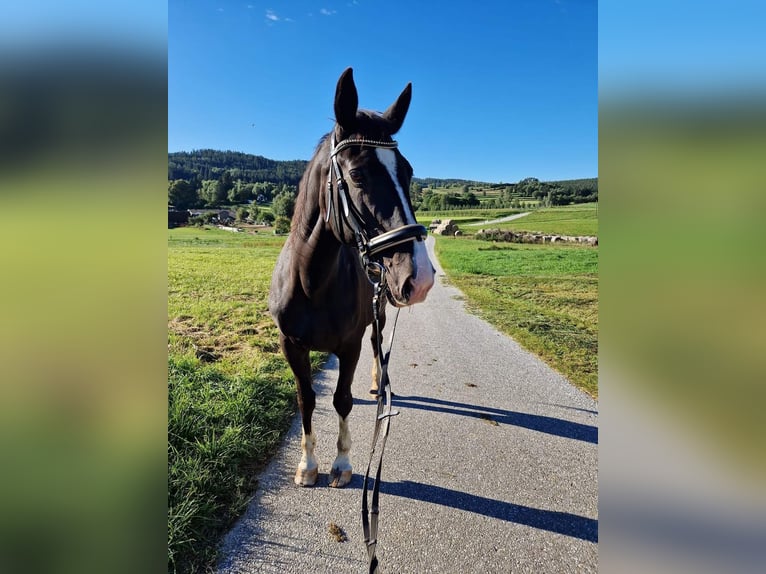 Austriacki koń gorącokrwisty Klacz 17 lat 165 cm Kara in Werschenschlag