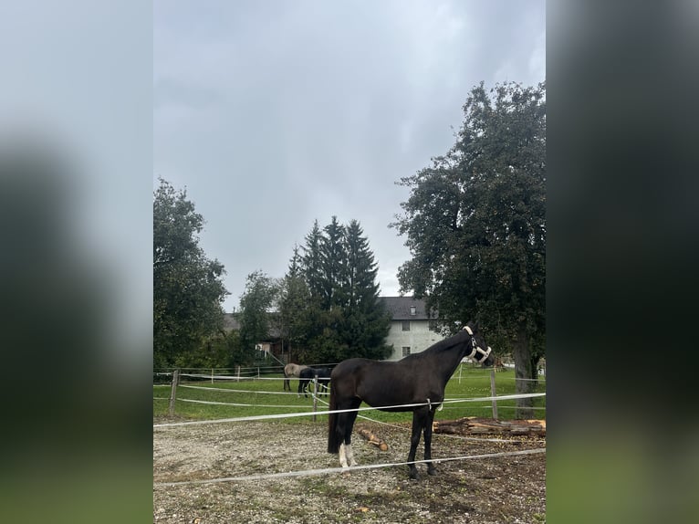 Austriacki koń gorącokrwisty Klacz 17 lat 174 cm Ciemnogniada in Pilsbach