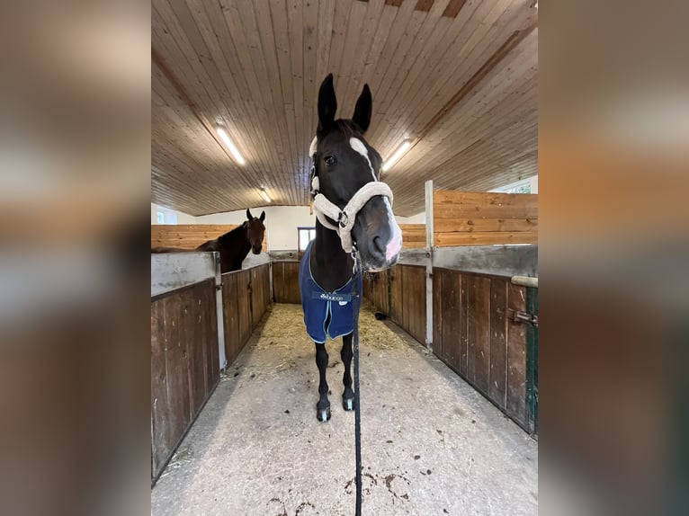 Austriacki koń gorącokrwisty Klacz 17 lat 174 cm Skarogniada in Pilsbach