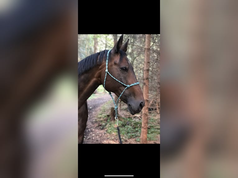 Austriacki koń gorącokrwisty Klacz 18 lat 161 cm Ciemnogniada in Oberlangkampfen