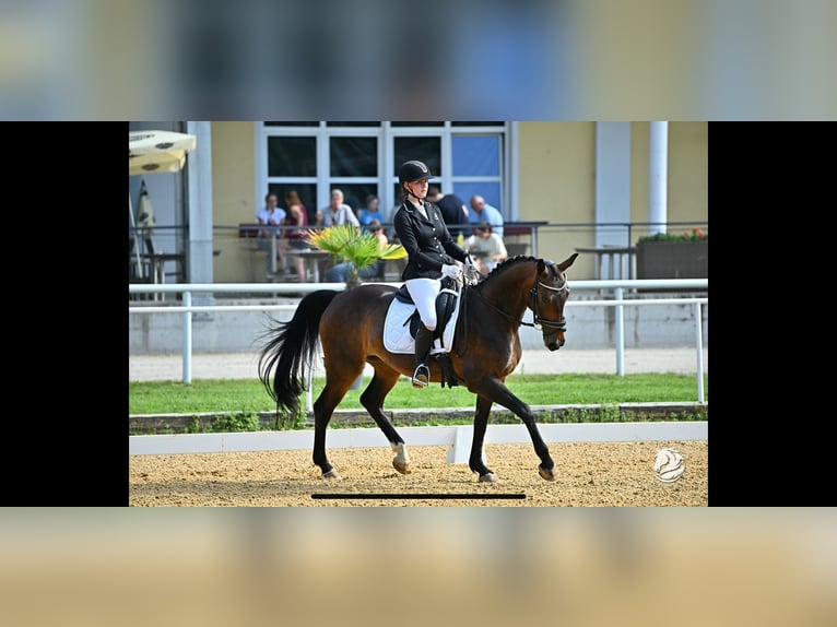 Austriacki koń gorącokrwisty Klacz 18 lat 161 cm Ciemnogniada in Oberlangkampfen