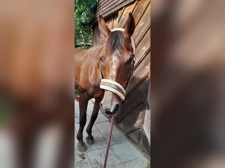 Austriacki koń gorącokrwisty Klacz 18 lat 165 cm Ciemnokasztanowata in Mettmach