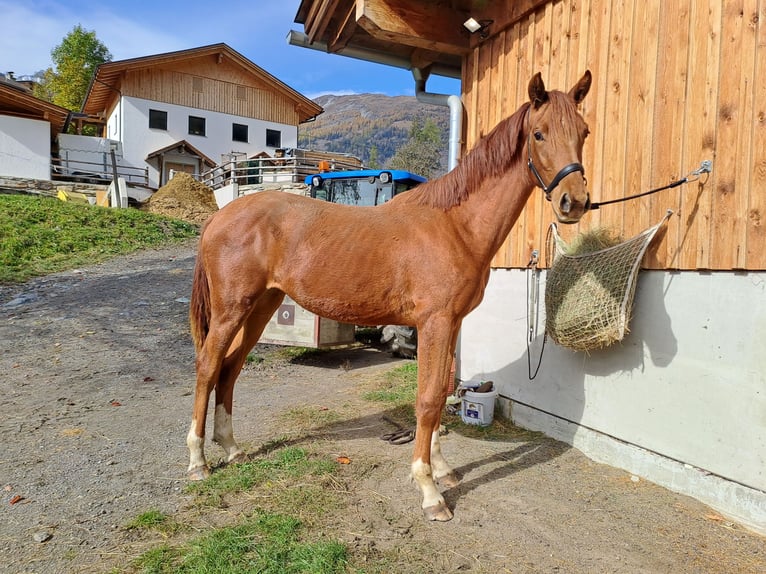 Austriacki koń gorącokrwisty Klacz 1 Rok 170 cm Kasztanowata in Grosskirchheim