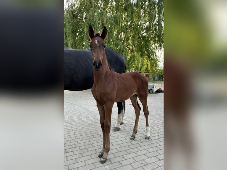 Austriacki koń gorącokrwisty Klacz 1 Rok Ciemnogniada in Ebersdorf