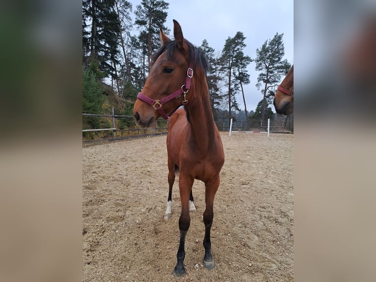 Austriacki koń gorącokrwisty Klacz 1 Rok Gniada in Waldhausen im Strudengau