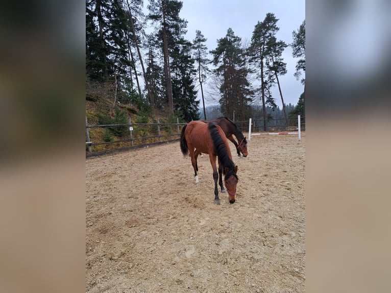 Austriacki koń gorącokrwisty Klacz 1 Rok Gniada in Waldhausen im Strudengau