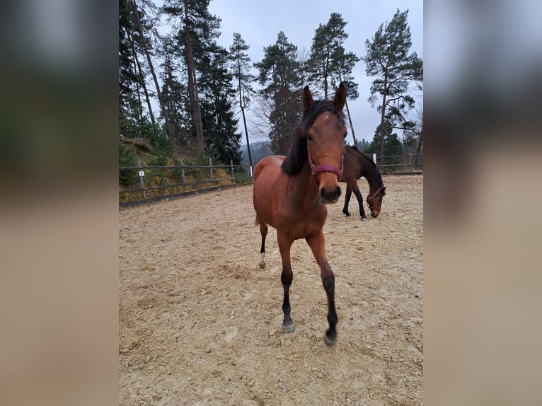 Austriacki koń gorącokrwisty Klacz 1 Rok Gniada in Waldhausen im Strudengau