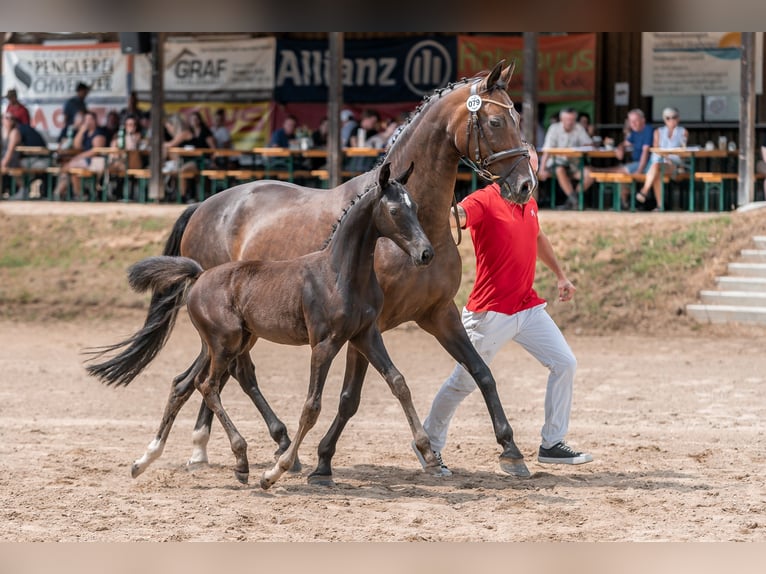 Austriacki koń gorącokrwisty Klacz 1 Rok Kara in Stadtschlaining