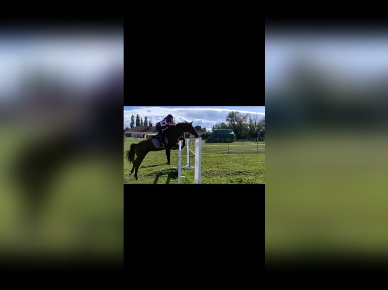 Austriacki koń gorącokrwisty Klacz 20 lat 165 cm Gniada in Ebreichsdorf