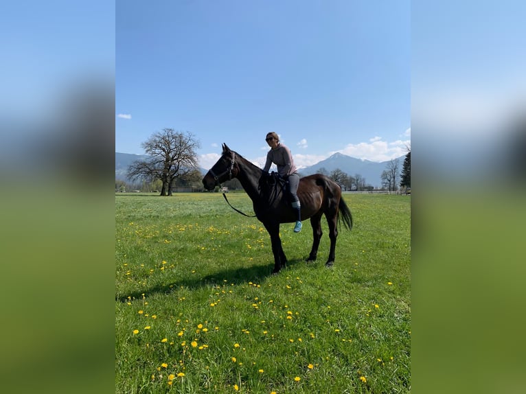 Austriacki koń gorącokrwisty Klacz 20 lat 168 cm in Lustenau