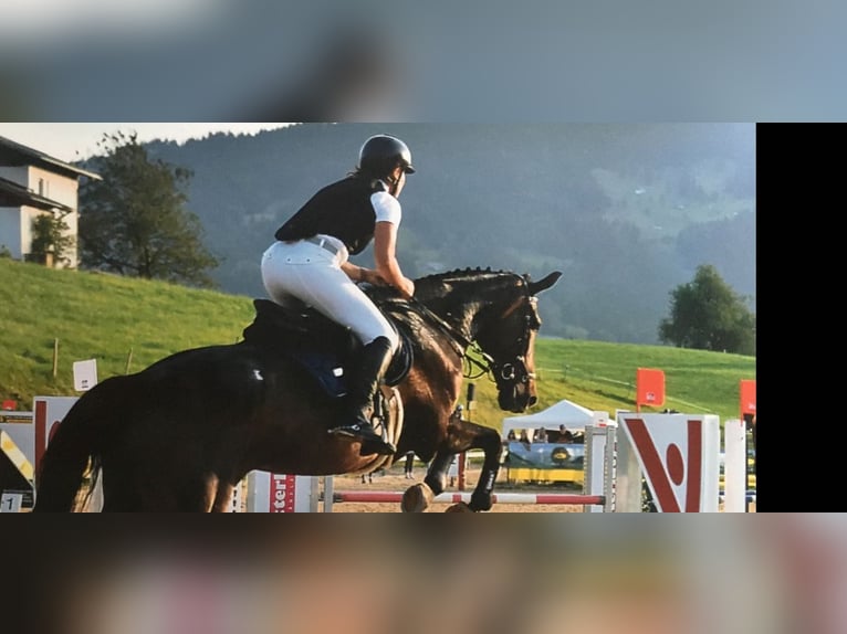 Austriacki koń gorącokrwisty Klacz 20 lat 168 cm in Lustenau