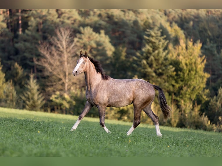 Austriacki koń gorącokrwisty Klacz 2 lat 150 cm Formy Brown Falb in Tragwein