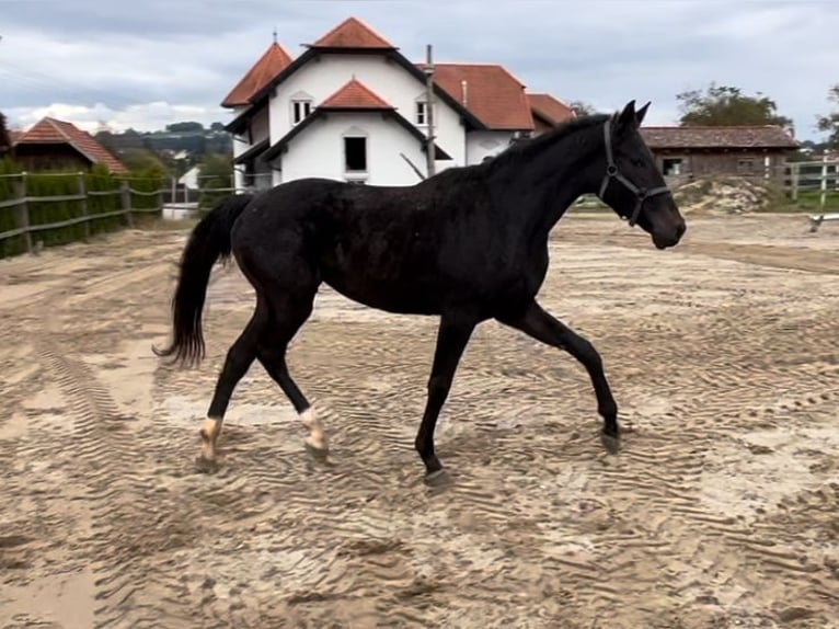 Austriacki koń gorącokrwisty Klacz 2 lat 168 cm Kara in Polsenz