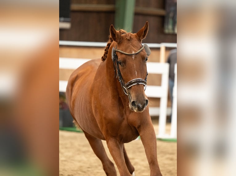 Austriacki koń gorącokrwisty Klacz 2 lat 170 cm Kasztanowata in St Marein bei Graz