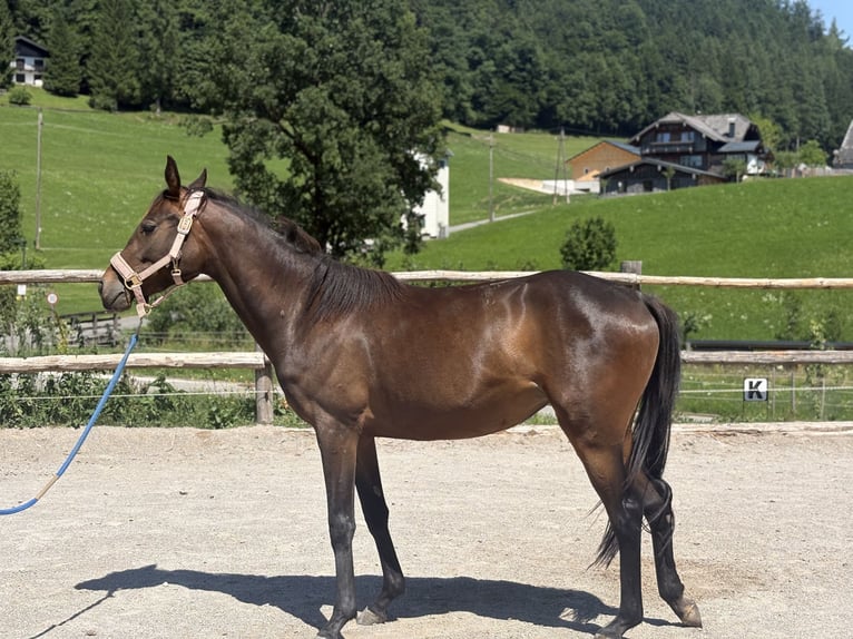 Austriacki koń gorącokrwisty Klacz 2 lat Gniada in Ried