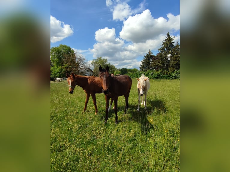 Austriacki koń gorącokrwisty Klacz 2 lat Gniada in Kohfidisch