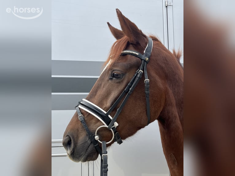 Austriacki koń gorącokrwisty Klacz 3 lat 162 cm Kasztanowata in Heiligenkreuz