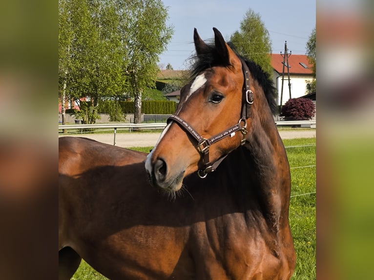 Austriacki koń gorącokrwisty Klacz 3 lat 163 cm Gniada in Braunau