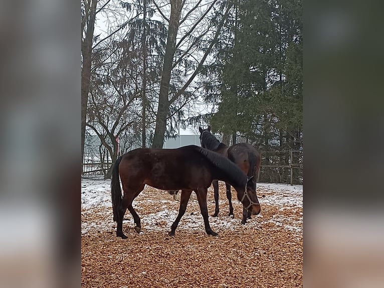 Austriacki koń gorącokrwisty Klacz 3 lat 165 cm Ciemnogniada in Amstetten