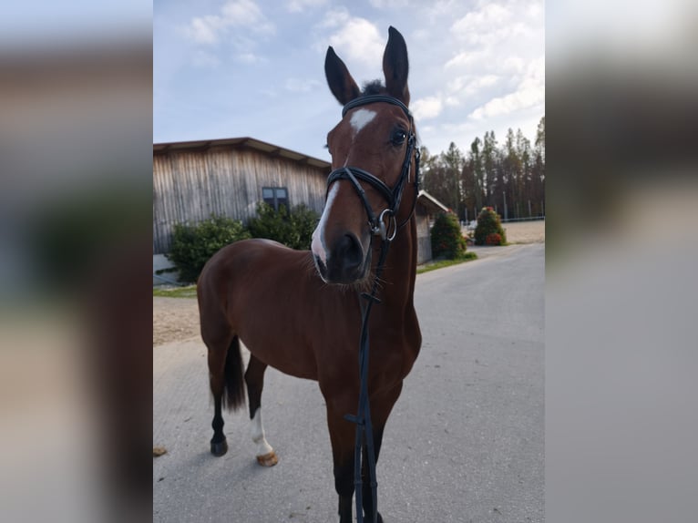 Austriacki koń gorącokrwisty Klacz 3 lat 165 cm Gniada in Braunau