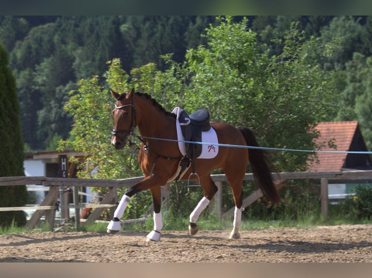 Austriacki koń gorącokrwisty Klacz 3 lat 167 cm Gniada in St Marein bei Graz