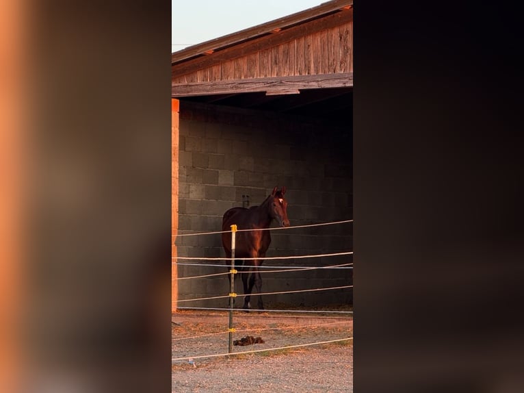 Austriacki koń gorącokrwisty Klacz 3 lat 170 cm Ciemnogniada in Oed