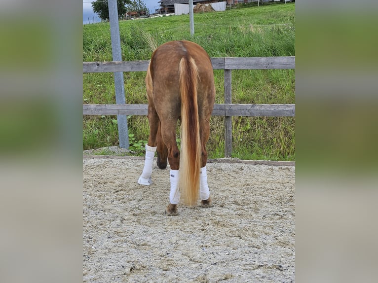 Austriacki koń gorącokrwisty Klacz 3 lat 170 cm Ciemnokasztanowata in Garsten