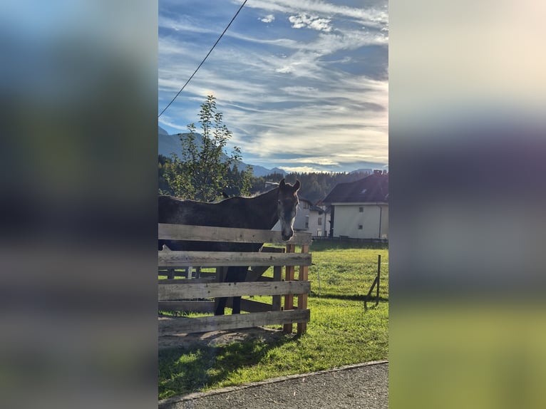 Austriacki koń gorącokrwisty Klacz 3 lat 170 cm Siwa jabłkowita in Hermagor-Pressegger See